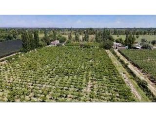 Foto 9 de VENTA DE EXCELENTE FINCA 6 HAS - PHILLIP , JUNIN- MZA.