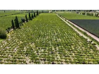 Foto 8 de VENTA DE EXCELENTE FINCA 6 HAS - PHILLIP , JUNIN- MZA.