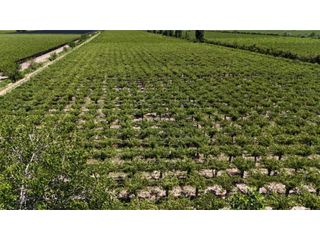Foto 2 de VENTA DE EXCELENTE FINCA 6 HAS - PHILLIP , JUNIN- MZA.