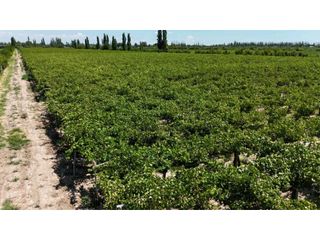 Foto 3 de VENTA DE EXCELENTE FINCA 6 HAS - PHILLIP , JUNIN- MZA.