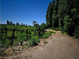 Foto 5 de VENTA DE EXCELENTE FINCA 6 HAS - PHILLIP , JUNIN- MZA.