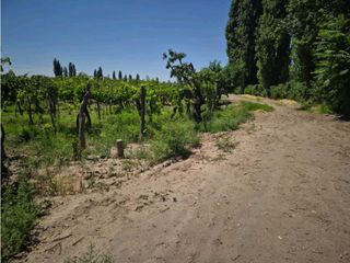 Foto 4 de VENTA DE EXCELENTE FINCA 6 HAS - PHILLIP , JUNIN- MZA.