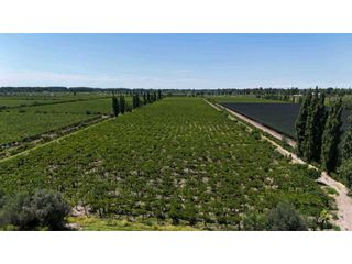 Foto 1 de VENTA DE EXCELENTE FINCA 6 HAS - PHILLIP , JUNIN- MZA.