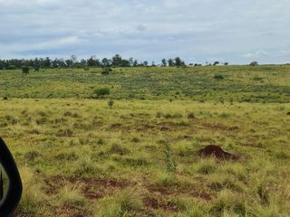 Foto 1 de Se vende Campo Ganadero y Forestal a minutos de Virasoro Corrientes.  Ruta 68