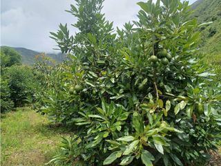 Foto 5 de VENDO TERRENO AGRICOLA 47 Ha. EN MOLLEPATA CUSCO PERU