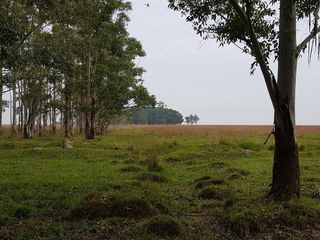 Foto 5 de Se vende Campo sobre los esteros del Iberá. Paraje Galarza