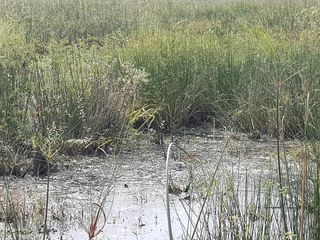 Foto 3 de Se vende Campo sobre los esteros del Iberá. Paraje Galarza