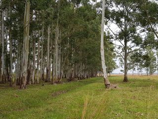 Foto 1 de Se vende Campo sobre los esteros del Iberá. Paraje Galarza