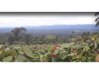 Foto 11 de FUNDO PLANO Y FÉRTIL DE 272 HA. EN ISCOZACN - PALCAZÚ / OXAPAMPA