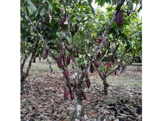 Foto 19 de FUNDO PLANO Y FÉRTIL DE 272 HA. EN ISCOZACN - PALCAZÚ / OXAPAMPA