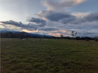 Foto 6 de FUNDO PLANO Y FÉRTIL DE 272 HA. EN ISCOZACN - PALCAZÚ / OXAPAMPA