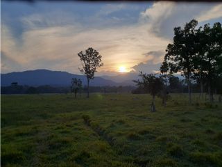 Foto 7 de FUNDO PLANO Y FÉRTIL DE 272 HA. EN ISCOZACN - PALCAZÚ / OXAPAMPA