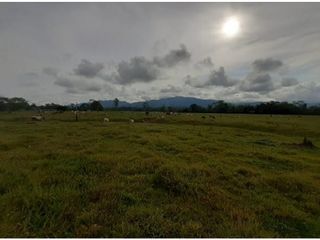 Foto 5 de FUNDO PLANO Y FÉRTIL DE 272 HA. EN ISCOZACN - PALCAZÚ / OXAPAMPA