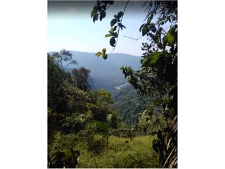 Foto 9 de FUNDO PLANO Y FÉRTIL DE 272 HA. EN ISCOZACN - PALCAZÚ / OXAPAMPA