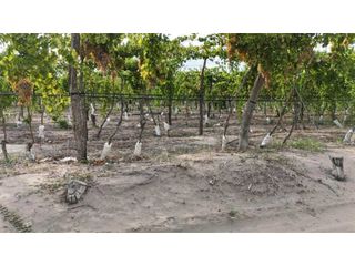 Foto 16 de VENTA EXCEPCIONAL DE 99 HAS- EN SAN MARTIN, MENDOZA