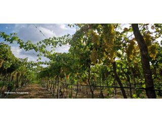 Foto 15 de VENTA EXCEPCIONAL DE 99 HAS- EN SAN MARTIN, MENDOZA
