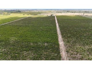 Foto 9 de VENTA EXCEPCIONAL DE 99 HAS- EN SAN MARTIN, MENDOZA