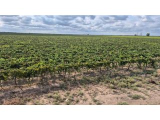 Foto 13 de VENTA EXCEPCIONAL DE 99 HAS- EN SAN MARTIN, MENDOZA