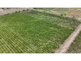 Foto 10 de VENTA EXCEPCIONAL DE 99 HAS- EN SAN MARTIN, MENDOZA