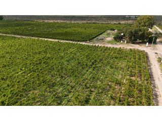 Foto 8 de VENTA EXCEPCIONAL DE 99 HAS- EN SAN MARTIN, MENDOZA