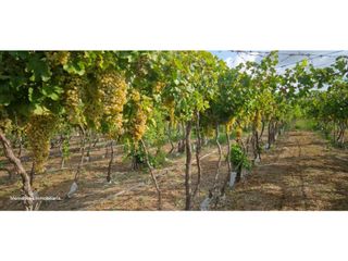Foto 2 de VENTA EXCEPCIONAL DE 99 HAS- EN SAN MARTIN, MENDOZA