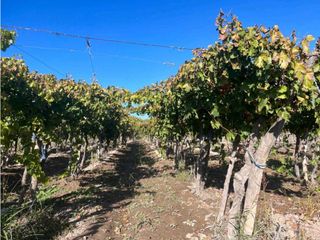 Foto 9 de VENTA DE FINCA 96 HAS CON BODEGA - SAN MARTN, MENDOZA