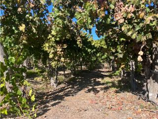 Foto 10 de VENTA DE FINCA 96 HAS CON BODEGA - SAN MARTN, MENDOZA
