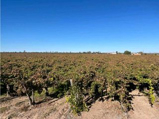 Foto 7 de VENTA DE FINCA 96 HAS CON BODEGA - SAN MARTN, MENDOZA