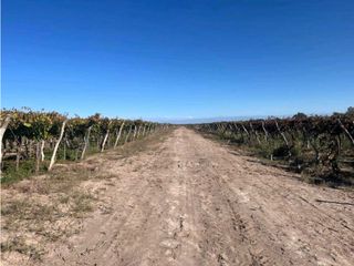 Foto 5 de VENTA DE FINCA 96 HAS CON BODEGA - SAN MARTN, MENDOZA