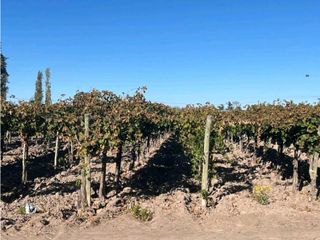 Foto 8 de VENTA DE FINCA 96 HAS CON BODEGA - SAN MARTN, MENDOZA