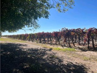Foto 12 de VENTA DE 40 HAS EN LA DORMIDA, SANTA ROSA- MENDOZA