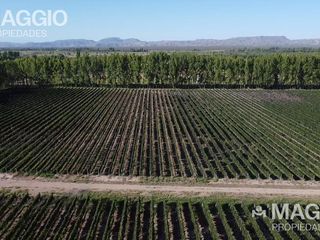 Foto 6 de Finca en Venta
