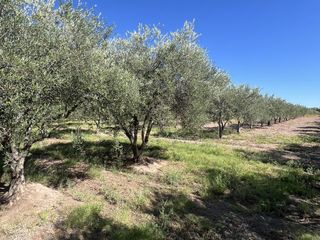 Foto 10 de Finca en Cuadro Benegas