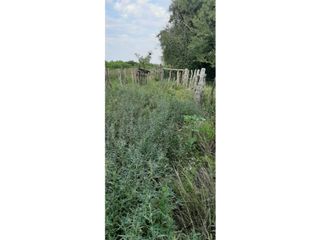 Foto 9 de Se Alquila campo de 510 has en Zona Raíces Oeste