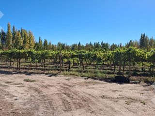 Foto 11 de En Venta, Chacra,  Limite Neuquén y Plottier, Calle Rio Colorado