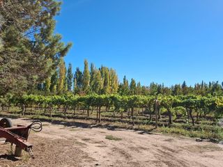Foto 12 de En Venta, Chacra,  Limite Neuquén y Plottier, Calle Rio Colorado