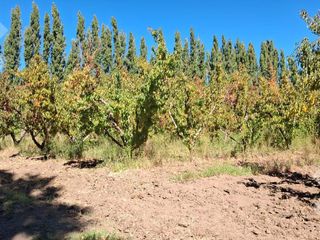 Foto 2 de En Venta, Chacra,  Limite Neuquén y Plottier, Calle Rio Colorado