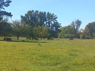 Foto 6 de Campo en fatima