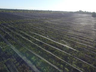 Foto 6 de Finca de viñedos de 24 Has. en Cuadro Bombal