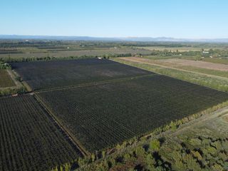 Foto 5 de Finca de viñedos de 24 Has. en Cuadro Bombal