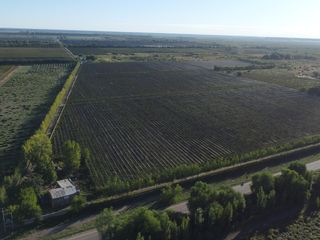 Foto 20 de Finca de viñedos de 24 Has. en Cuadro Bombal