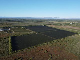 Foto 3 de Finca de viñedos de 24 Has. en Cuadro Bombal