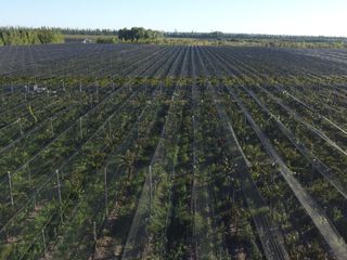 Foto 17 de Finca de viñedos de 24 Has. en Cuadro Bombal