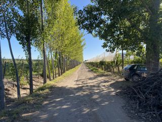 Foto 8 de Finca de viñedos de 24 Has. en Cuadro Bombal