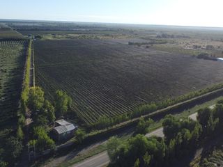 Foto 4 de Finca de viñedos de 24 Has. en Cuadro Bombal