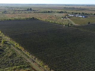 Foto 12 de Finca de viñedos de 24 Has. en Cuadro Bombal