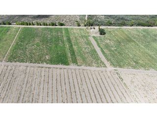 Foto 6 de VENTA DE FINCA 40 HAS CALLE LA FLORIDA, EN EL MIRADOR - RIVADAVIA,MZA