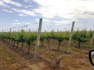 Foto 6 de Excelente finca de 200 has. con tres pozos y 51 has de viÃ±edos, riego por goteo y 2 pivot.