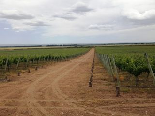 Foto 5 de Excelente finca de 200 has. con tres pozos y 51 has de viÃ±edos, riego por goteo y 2 pivot.
