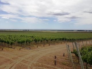 Foto 3 de Excelente finca de 200 has. con tres pozos y 51 has de viÃ±edos, riego por goteo y 2 pivot.